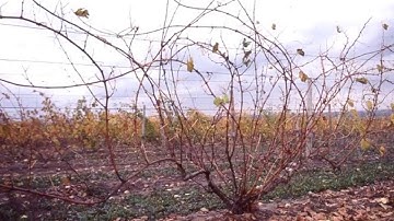 The Pendelbogen Training System - Grape Video #13