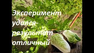 КАК ПОЛУЧИТЬ СВОИ СЕМЕНА СЕЛЬДЕРЕЯ И КАПУСТЫ ЭКСПЕРИМЕНТИРУЕМ КАК ПОЛУЧИТЬ СВОИ СЕМЕНА СЕЛЬДЕРЕЯ И КАПУСТЫ ЭКСПЕРИМЕНТИРУЕМ