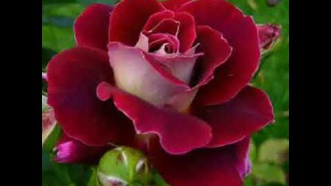 Iniyarkumarodum ithramel thonnathathentho  athanen sakhiyodenikullathellam. ..........