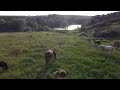 Кони. Домик Пчеловода в Усадьбе Горки.