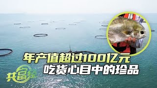 年销售额达到3亿多元！“拉花神器”升级金鲳鱼传统吃法，满足了不同地域食客喜好「共富经」20240418 | 农业致富经 Agriculture And Farming