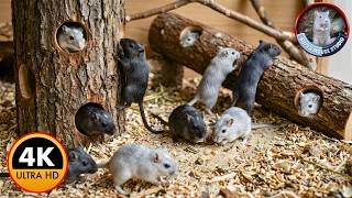 Cat TV Mouse Hunt –Video for Cats | Real Mice Running & Hiding in Maze | 4 Hours of (4K 60FPS) screenshot 5