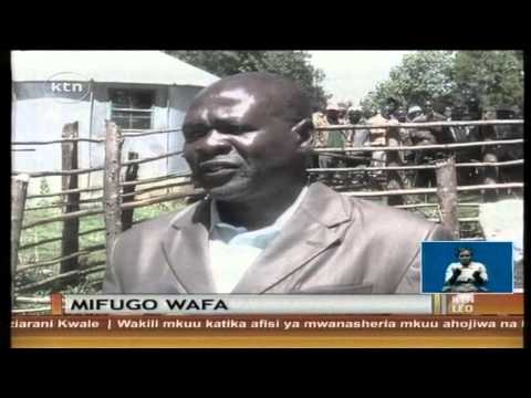 Ng Ombe 20 Wanaokisiwa Kuwa Wa Thamani Ya Shilingi 300 000 Kuuawa Na Radi Katika Kaunti Ya Elgeyo