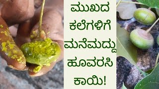 Home Remedy For Facial Blemishes Thespesia Populneathespesia Populnea