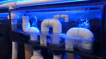 External Bean Animal Overflow