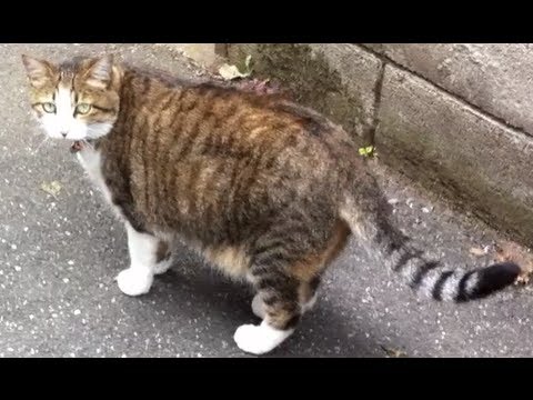 Very Cute Cat - お気に入りの猫 -