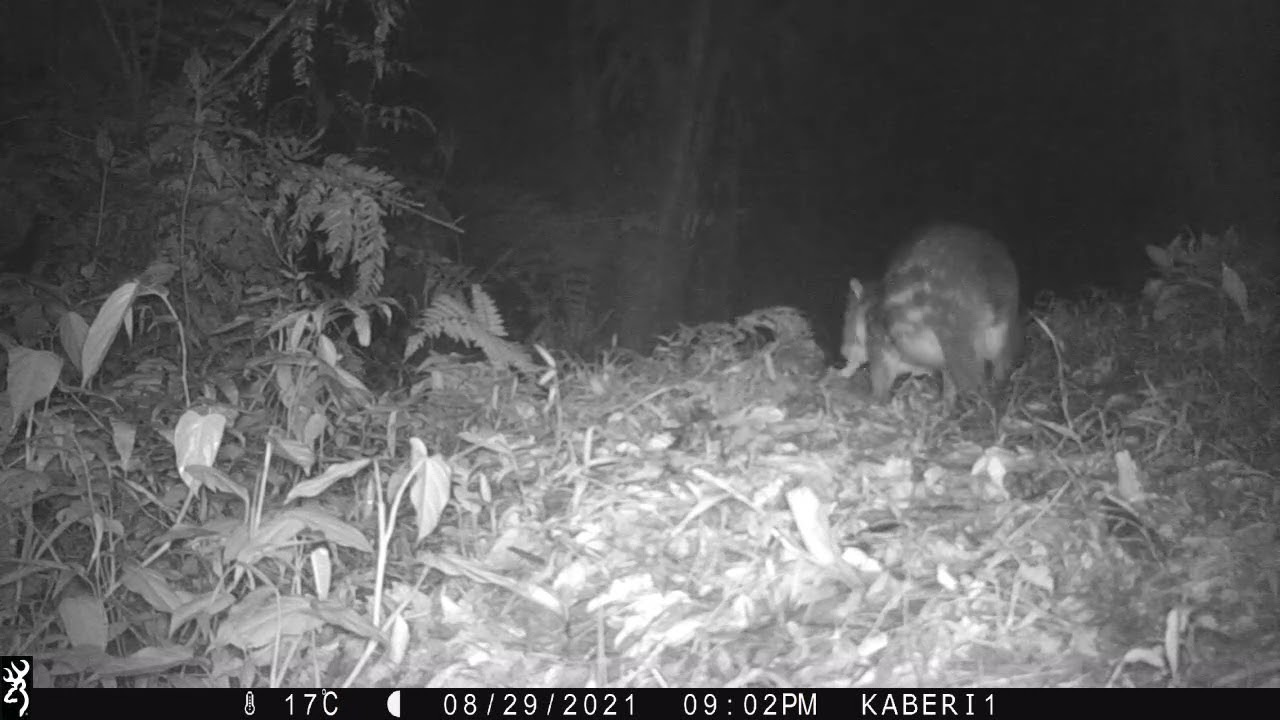 Tepezcuintle (Cuniculus paca)