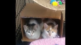 Quilted Kitten Fosters Granite And Caramel Quilted Kitten Fosters Granite And Caramel