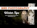 Winter bird photography tips and tricks for everyone!