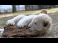 Sharing Baby lion vs wood piece (video) Love