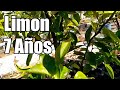 Seguimiento Limón || Arbolito de limón de 2016 a 2023 || Bananafabric