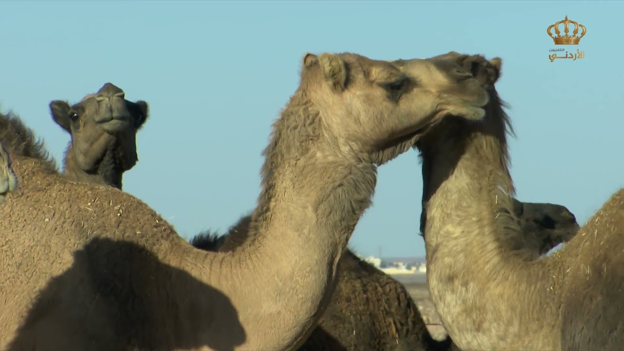 صباح الوطن الجميل | منقطة المحمدية - البادية الجنوبية