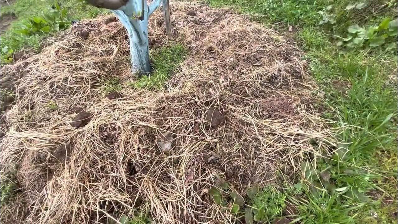 Grass mulching and Waste for soil health YouTube