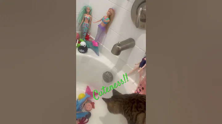 Video 10932411: tabby cat funny, cat funny pets, bathroom cat funny, pet water