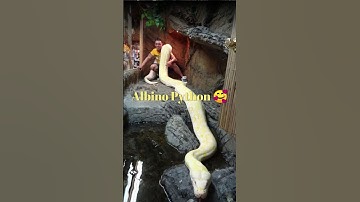 Things That Are Bigger Than You Think! Albino Python  #shorts