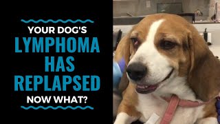 Your Dog's Lymphoma Has Relapsed, Now What? Vlog 61