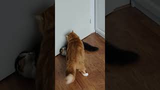 Download Lagu Kucing2ku Lucu Banget Kalo Lagi Main #kucunglucu #kucingcalico #kucingoyen #catlove  #catshorts #cat MP3