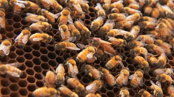 UA students abuzz about honey bee research