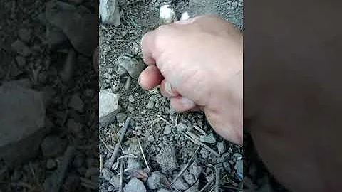 Cosa fare quando nascono le tartarughe di terra?