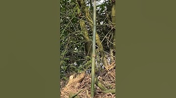 Tôi làm con dao quắm phát rẫy bằng thép mắt xích xe tăng chặt cây như chặt chuối vậy thật hiếm có