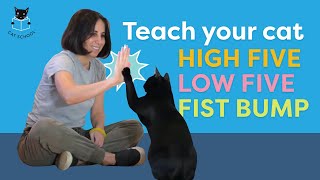 PAW TRICKS to teach your cat (high five, low five, fist bump)