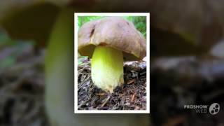 Boletus appendiculatus - fungi kingdom
