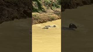 Rescued Elephant Enjoys Upside-Down Pond Bath