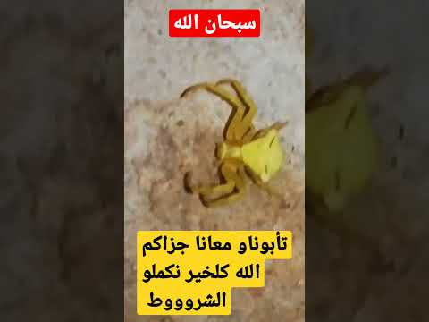 عنكبوت اصفر صبحان الخالق اسماء بيوتي عجائب العناكب سبايدر مان سبحان الله اسرة مغربية 