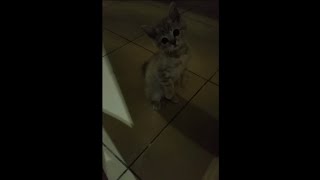 Котёнок - ЧЕЛОВЕК??? Боится оставаться один в комнате Котёнок - ЧЕЛОВЕК??? Боится оставаться один в комнате