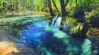 4K映像  絶景「新緑の上高地 岳沢湿原の清流 六百山」 日本の美しい四季 長野県松本市 5月下旬 自然風景