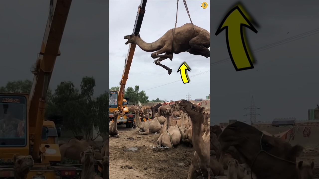 Why they are lifting these camels? 