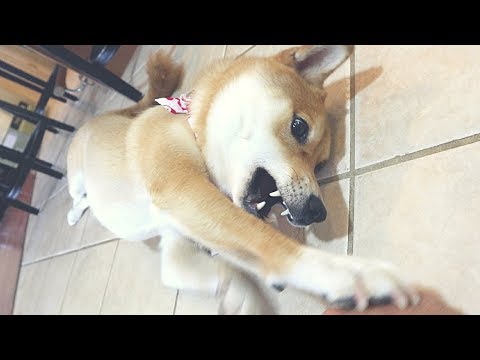 Mildly Annoying My Shiba Inu Nose Boop Youtube