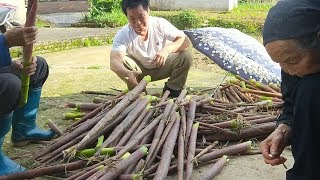 秋子老爸从山里捡回了一百多斤手臂粗的野货这么大的很少见了