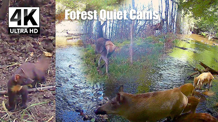 Hidden Forest Visitors | Deer, Boars, Fox, Genet & More