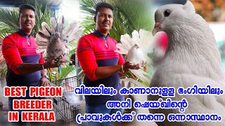 കുറഞ്ഞ വിലയിലും കൂടിയ വിലയിലുമുള്ള പ്രാവുകളുടെ കളക്ഷനുമായി ഒരു പ്രാവ് സ്നേഹി|Pigeon Malayalam