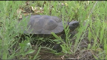 Eversource Energy training workers to protect turtles