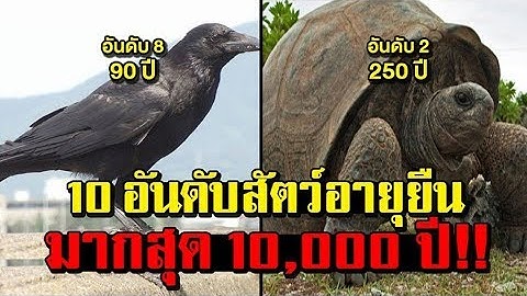 10 อันดับ สัตว์ "อายุยืน" ที่สุดในโลก รู้แล้วถึงกับอึ้งไปเลย บางอย่าง อยู่ถึง 10,000 ปี