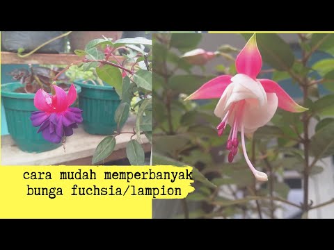 Video: Cara Menanam Fuchsias Di Dalam Ruangan - Pelajari Tentang Perawatan Tanaman Fuchsia Di Dalam Ruangan