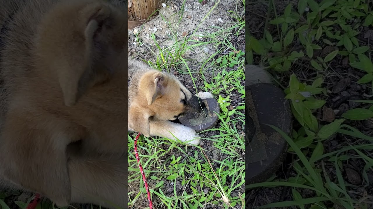 Digging puppy 2 - YouTube