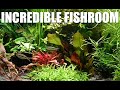 Incredible fishroom visit with a green thumb master aquarist kevin acton