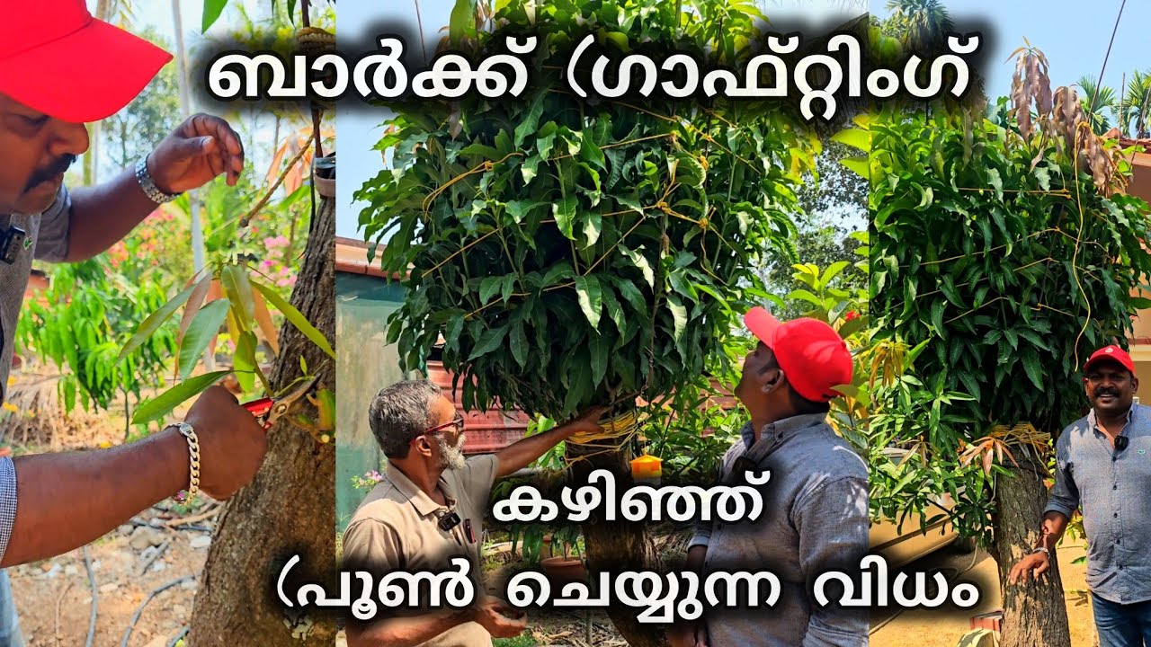 ബാർക്ക് (ഗാഫ്റ്റിംഗ് കഴിഞ്ഞ് (പൂൺ ചെയ്യുന്ന വിധം pruning method after bark grafting #grafting