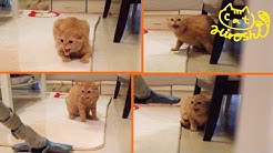 Tabby Cat Hiroshi 茶トラ子猫ひろし 成長日記 Youtube