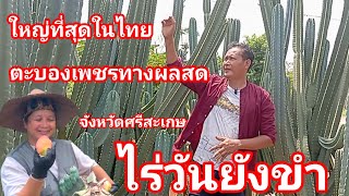 กระบองเพชรทานผลสดใหญ่ที่สุดในไทย บนพื้นที่กว่า20ไร่ จังหวัดศรีสะเกษ เปิดให้ชมฟรี สวยงามมากๆ