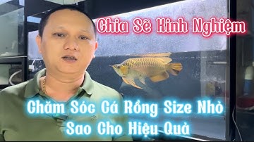Chăm Sóc Cá Rồng Từ Những Ngày Đầu Tiên | Kênh Cũ Sập Mất Mọi Người Đăng Kí Lại Kênh Mới Nha