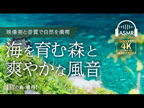 【ASMR/4K】映像美と音声で自然を満喫　睡眠　環境音　波の音　風の音　積丹ブルー【JTの森/積丹】​