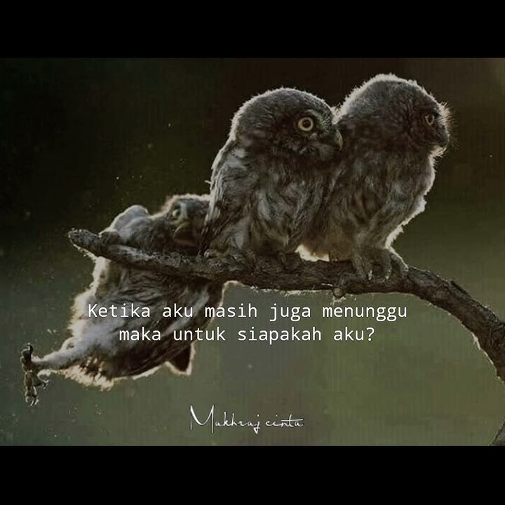 story wa 30 detik || vidio terbaru