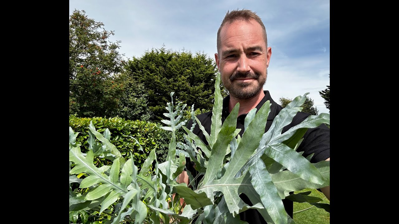 Blue Star Fern - Care Guide (Phlebodium aureum) #davidthegardener