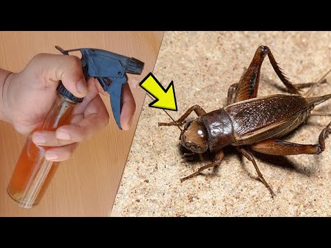 Video: Katydid Garden Pests - Hoe zich te ontdoen van Katydid Bugs
