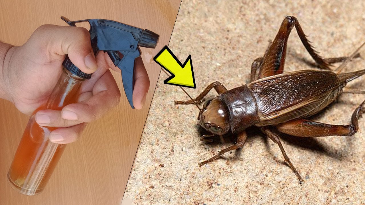 How to Get Rid of Crickets - Easiest Way to Get Rid of Crickets in House - YouTube - How To Get Rid Of A Cricket In The House