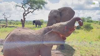 Quality Time with the Whole Elephant Herd at the Waterhole & Marula Tree! by HERD Elephant Orphanage South Africa 98,565 views 1 month ago 16 minutes